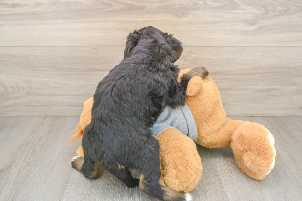 Smart Mini Bernedoodle Poodle Mix Pup