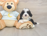 7 week old Mini Bernedoodle Puppy For Sale - Puppy Love PR