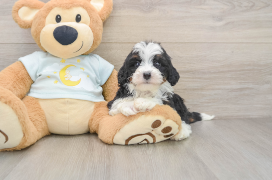 Playful Mini Bernadoodle Poodle Mix Puppy