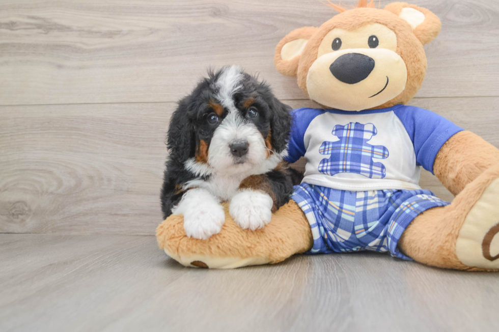 Funny Mini Bernedoodle Poodle Mix Pup