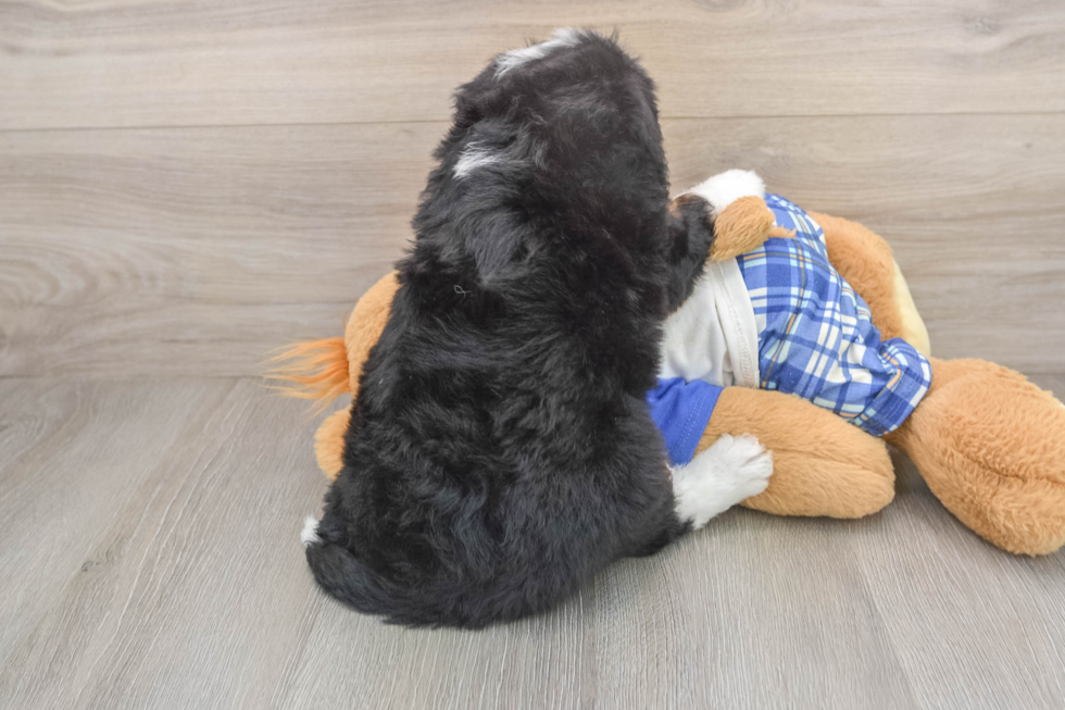 Mini Bernedoodle Puppy for Adoption