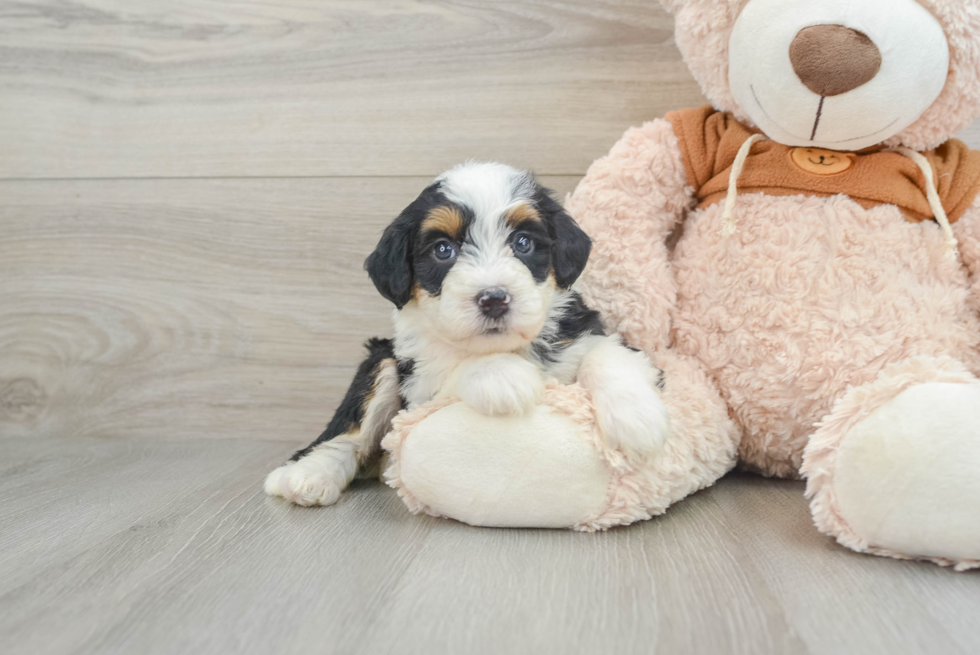 Mini Bernedoodle Pup Being Cute