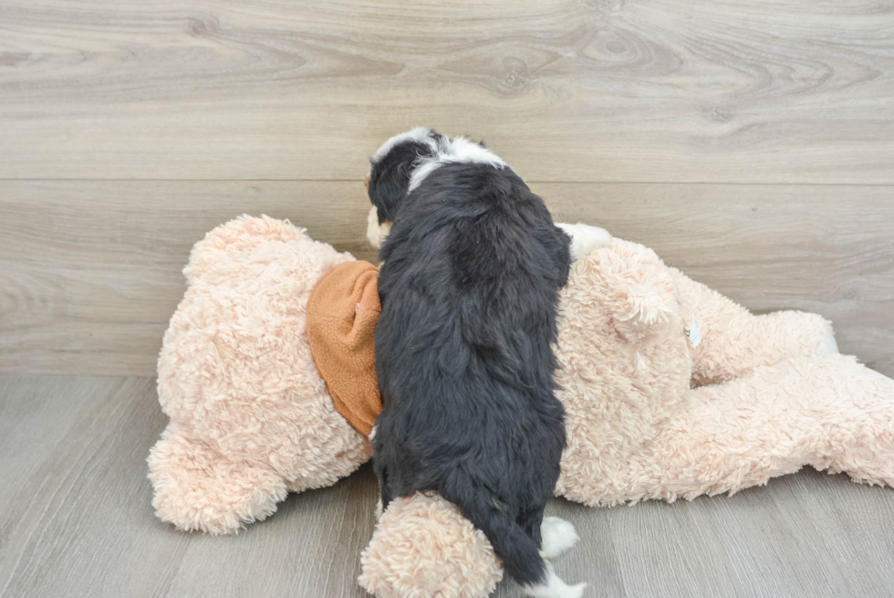 Best Mini Bernedoodle Baby