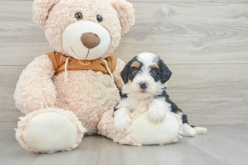 Sweet Mini Bernedoodle Baby
