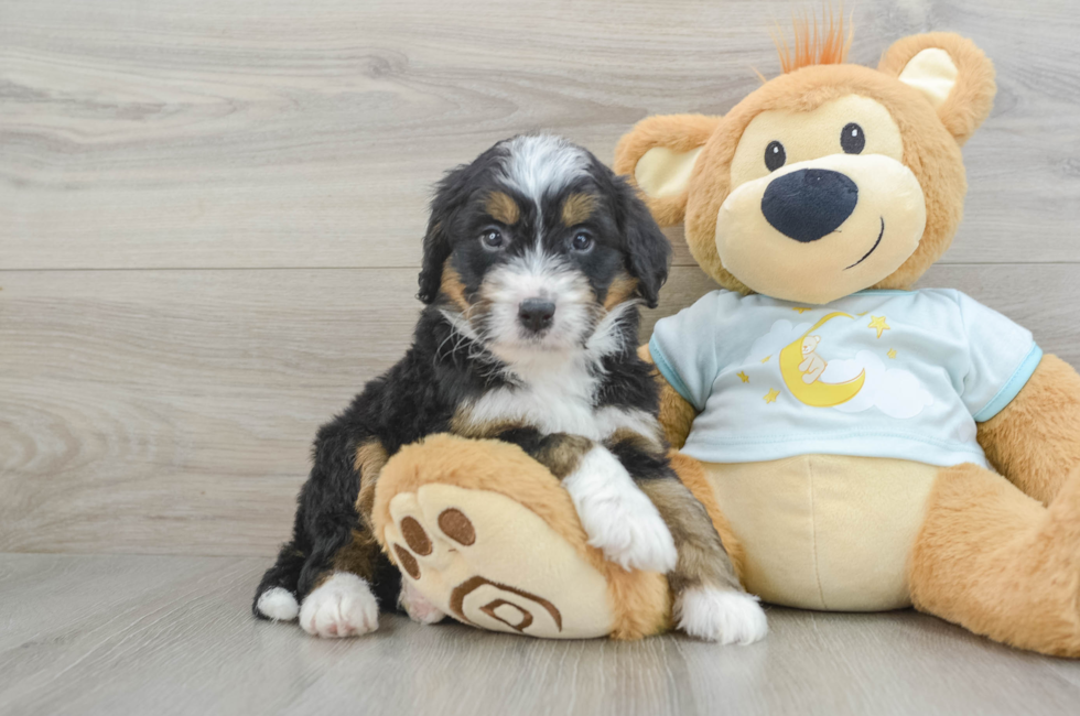 6 week old Mini Bernedoodle Puppy For Sale - Puppy Love PR