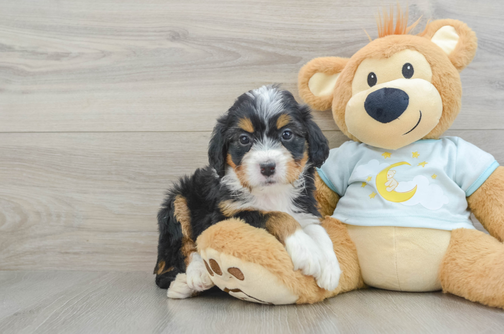 5 week old Mini Bernedoodle Puppy For Sale - Puppy Love PR