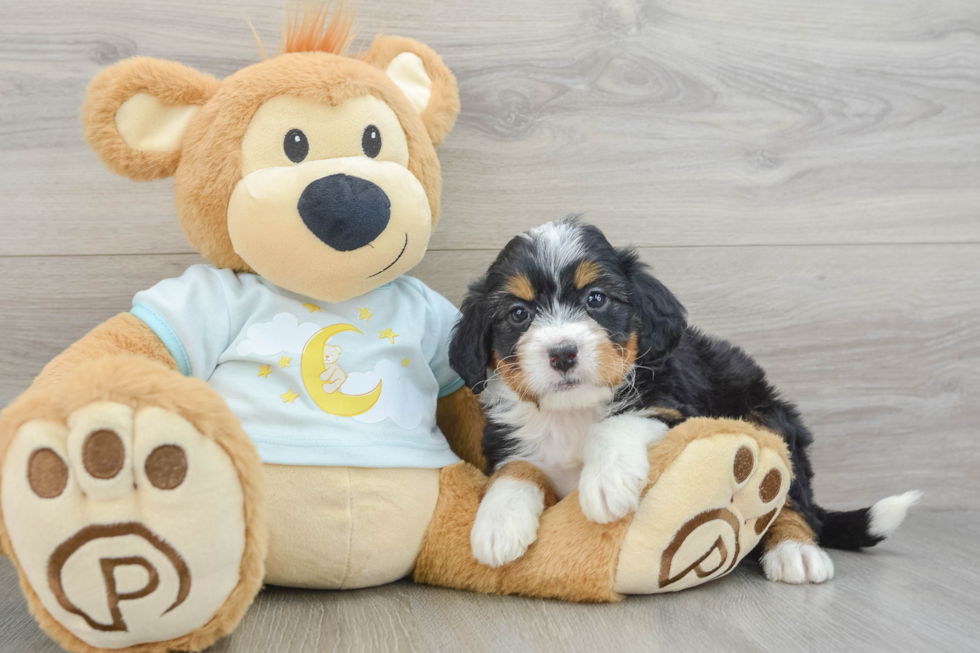 Funny Mini Bernedoodle Poodle Mix Pup