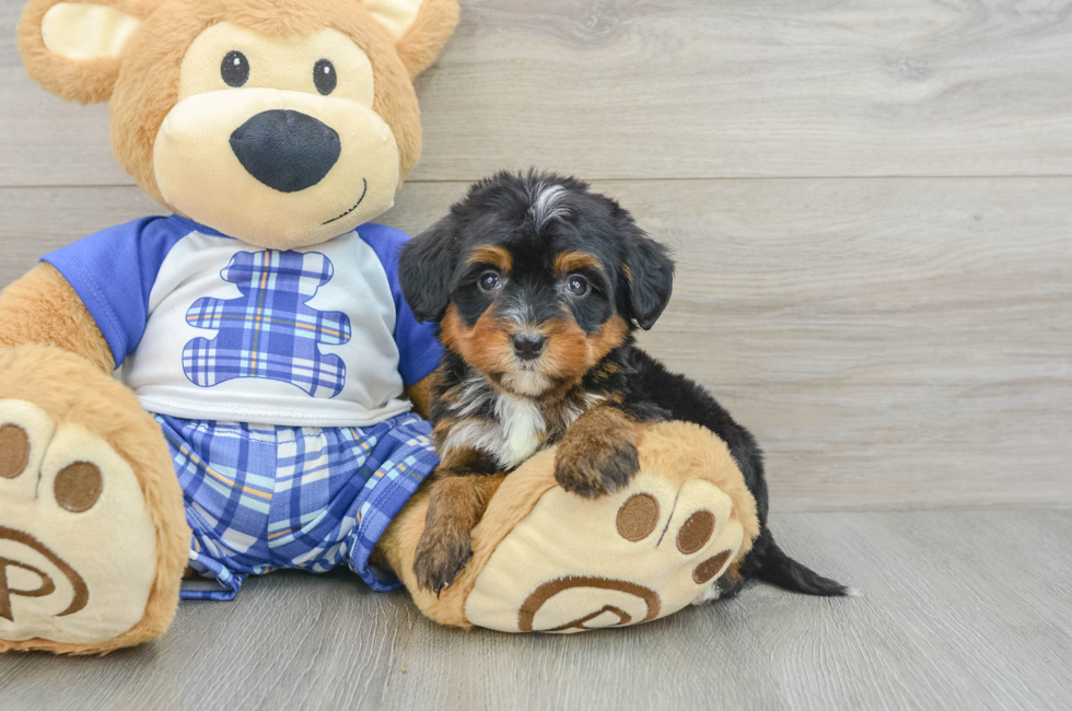 7 week old Mini Bernedoodle Puppy For Sale - Puppy Love PR