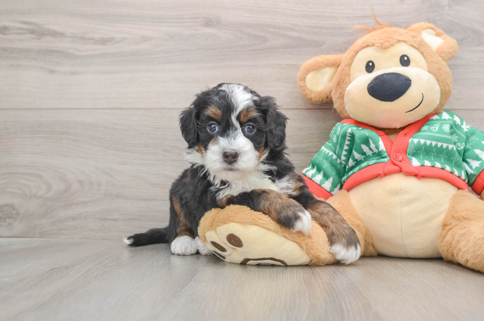 5 week old Mini Bernedoodle Puppy For Sale - Puppy Love PR