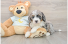 Hypoallergenic Mini Bernepoo Poodle Mix Puppy
