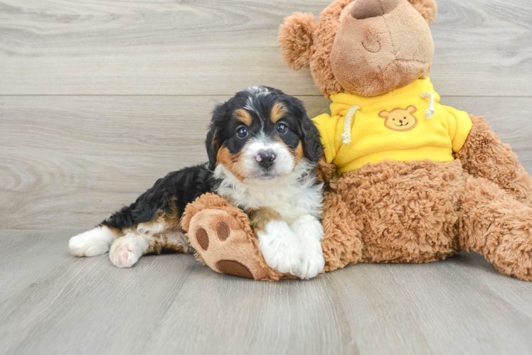 Meet Hensley - our Mini Bernedoodle Puppy Photo 1/3 - Puppy Love PR Best Mini Bernedoodle Baby