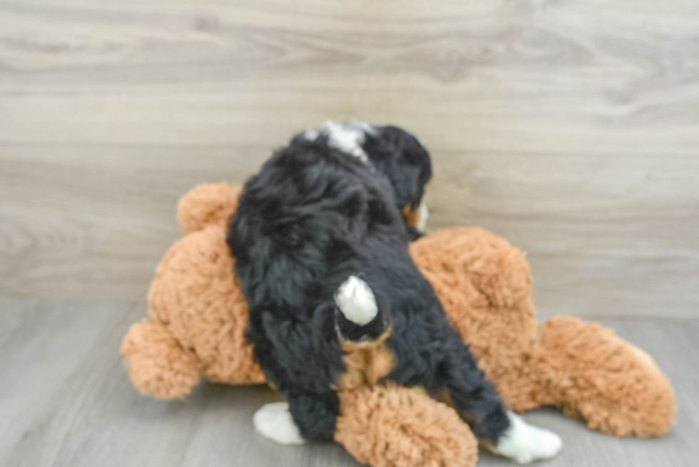 Best Mini Bernedoodle Baby