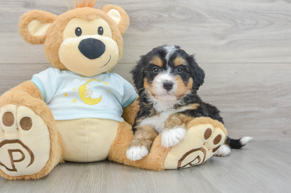 6 week old Mini Bernedoodle Puppy For Sale - Puppy Love PR