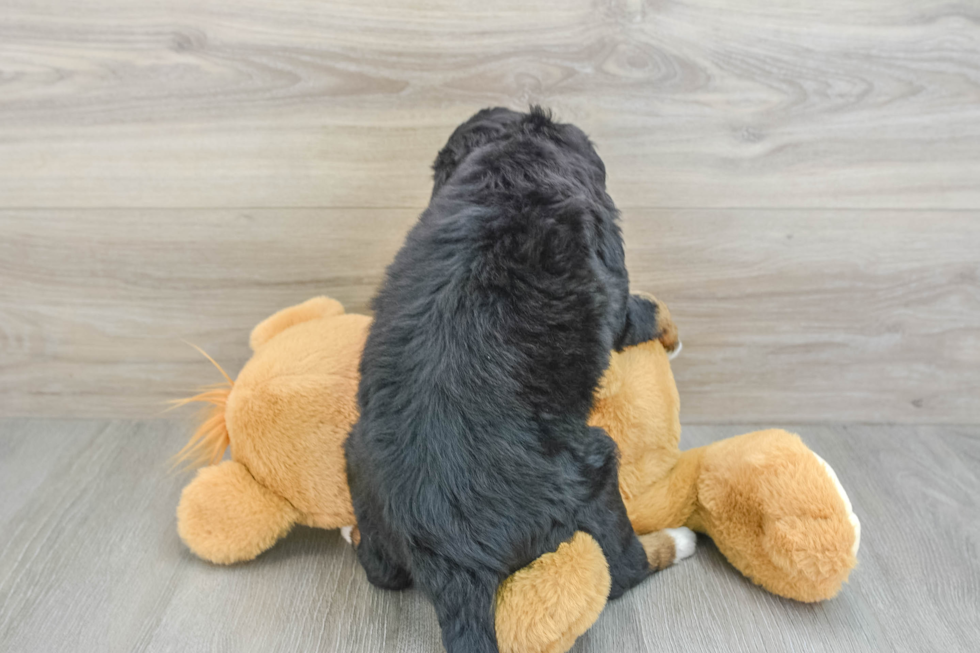 Mini Bernedoodle Puppy for Adoption