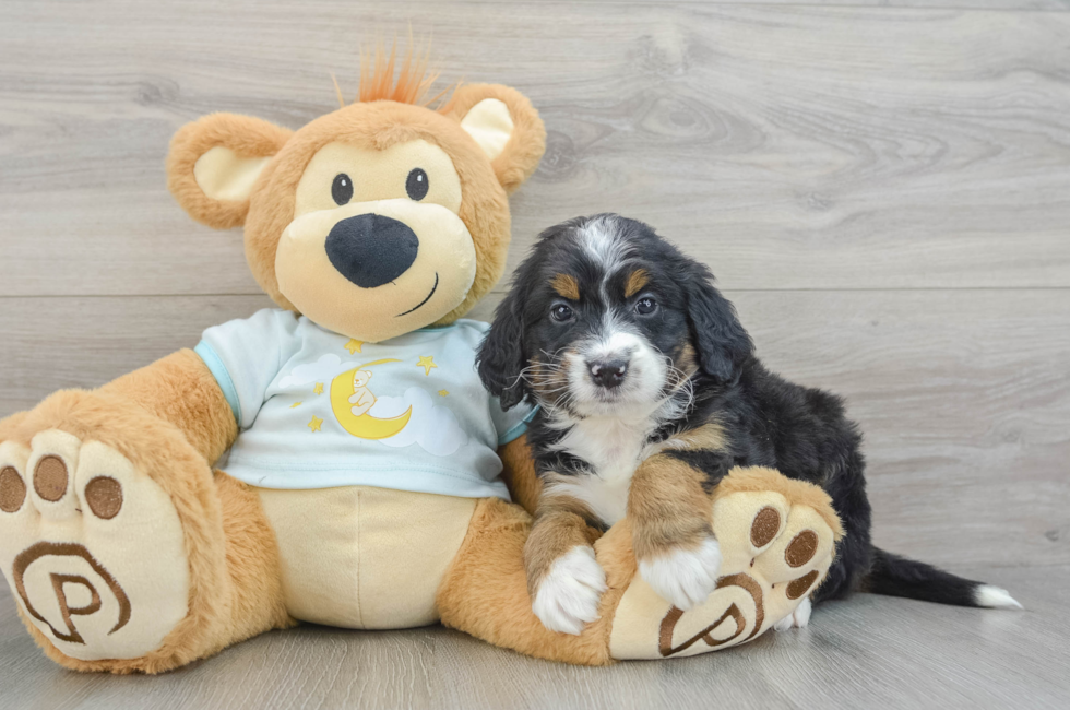 5 week old Mini Bernedoodle Puppy For Sale - Puppy Love PR