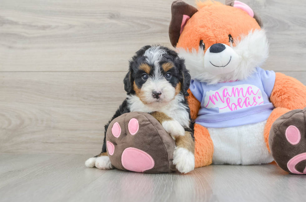 6 week old Mini Bernedoodle Puppy For Sale - Puppy Love PR