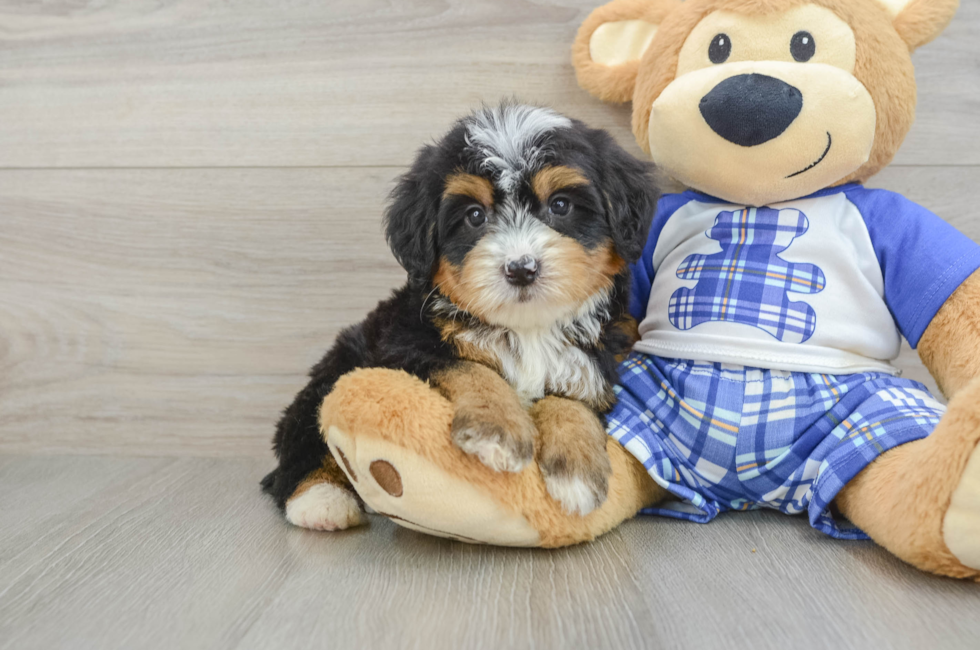 7 week old Mini Bernedoodle Puppy For Sale - Puppy Love PR