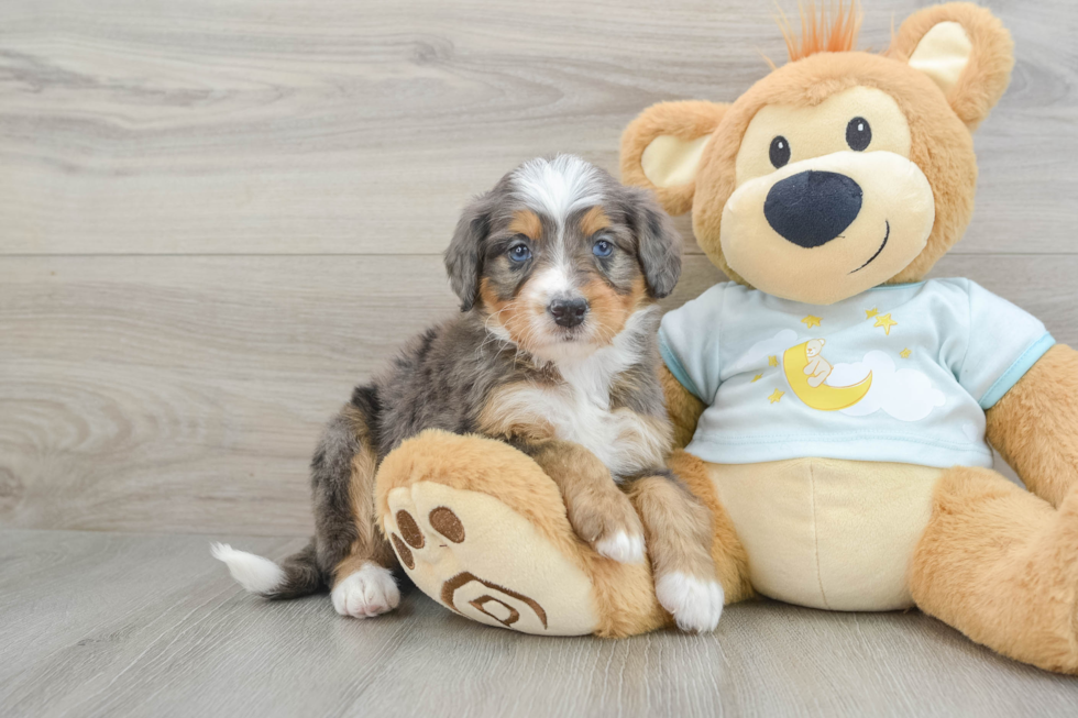 Cute Mini Bernedoodle Baby