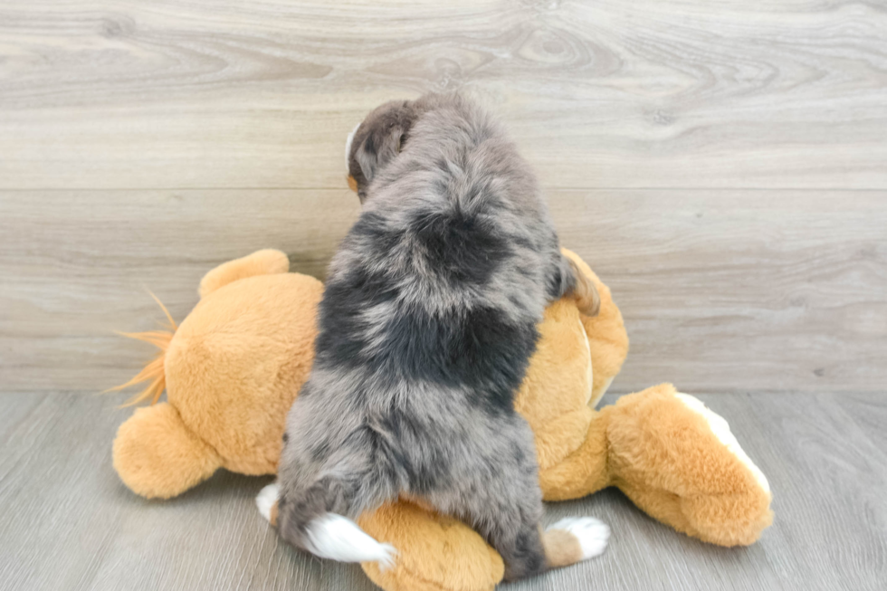 Mini Bernedoodle Pup Being Cute