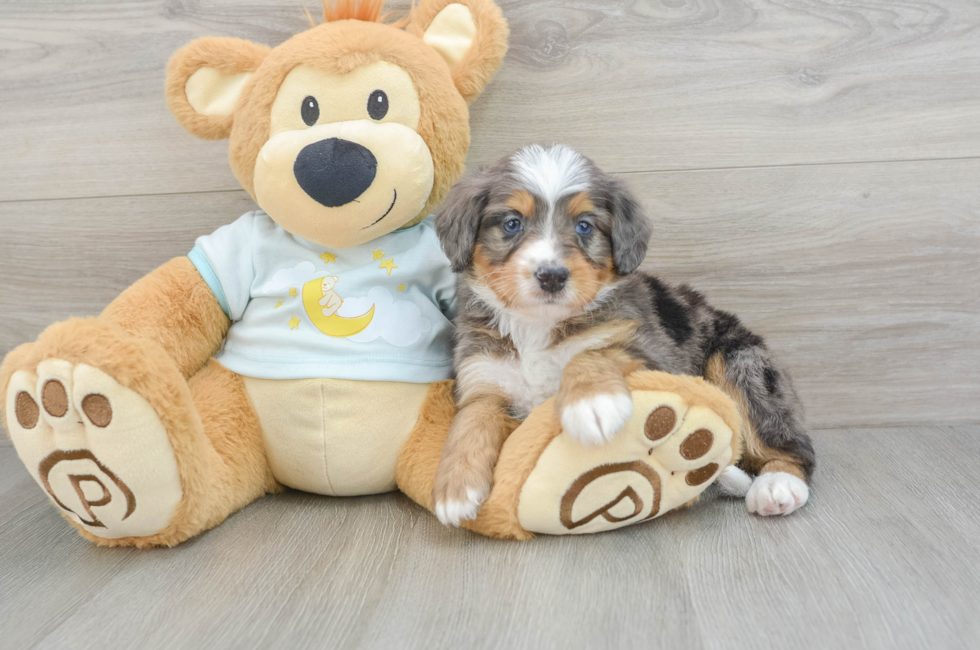 6 week old Mini Bernedoodle Puppy For Sale - Puppy Love PR