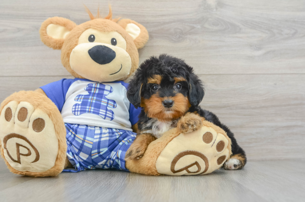 7 week old Mini Bernedoodle Puppy For Sale - Puppy Love PR