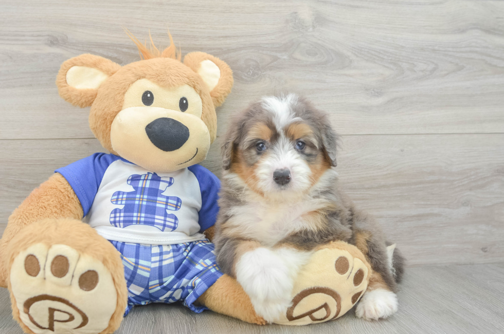 5 week old Mini Bernedoodle Puppy For Sale - Puppy Love PR