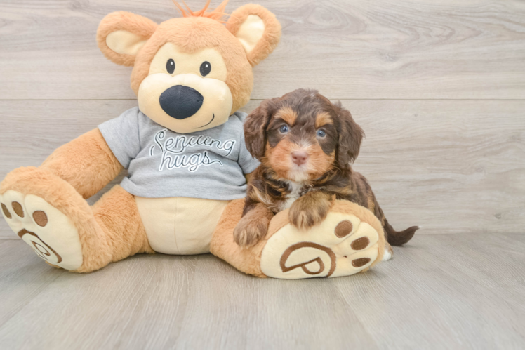 Mini Bernedoodle Puppy for Adoption