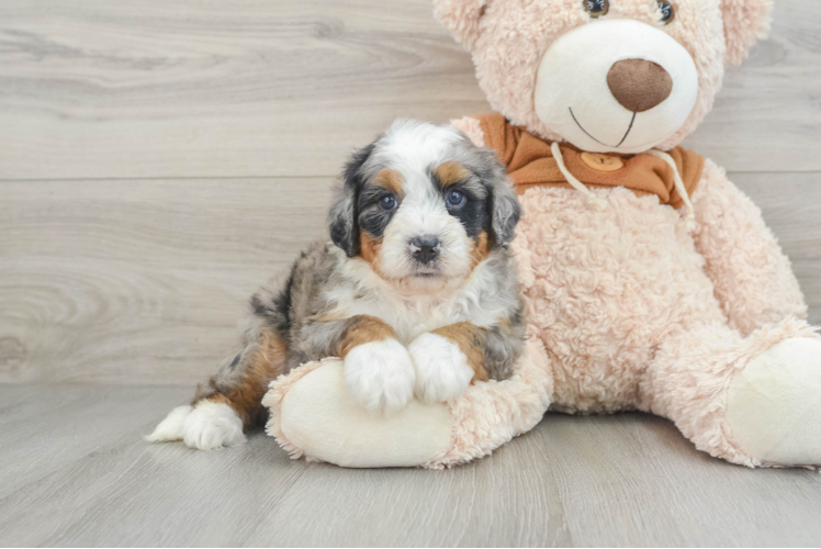 Playful Mini Bernesepoo Poodle Mix Puppy