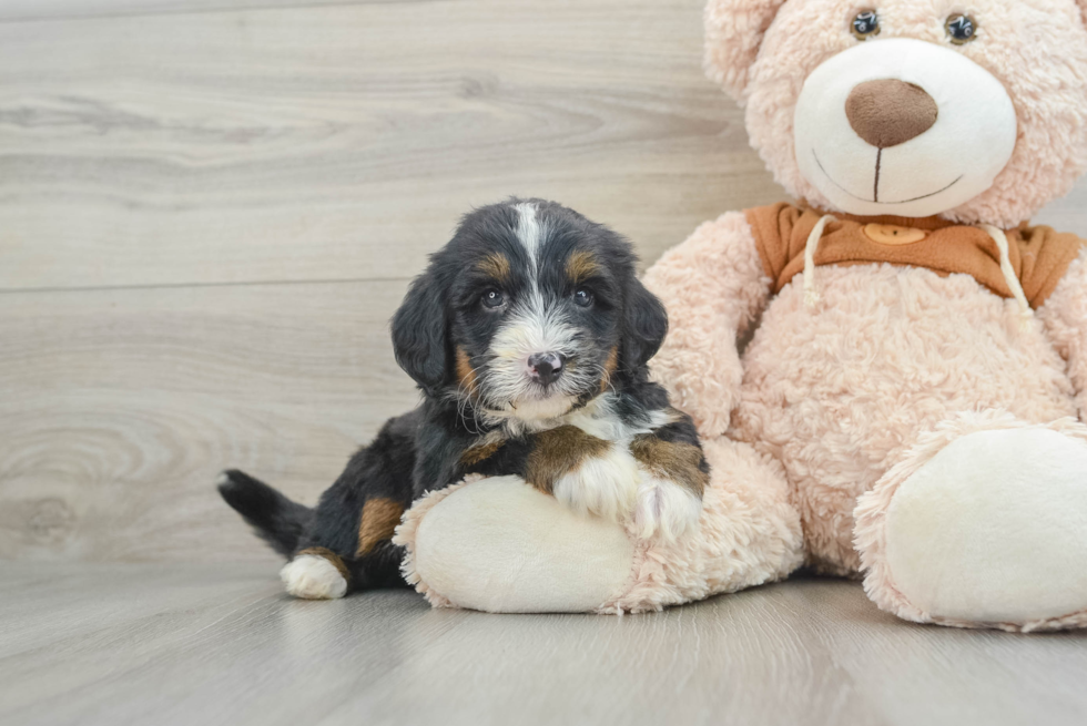 Adorable Mini Bernesedoodle Poodle Mix Puppy