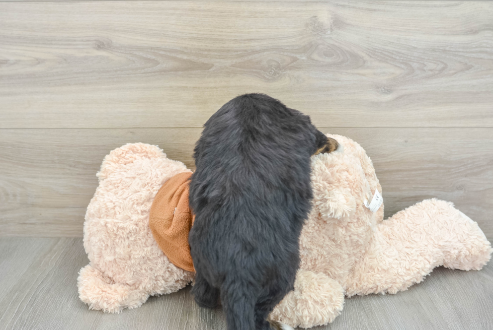 Energetic Mini Bernepoo Poodle Mix Puppy