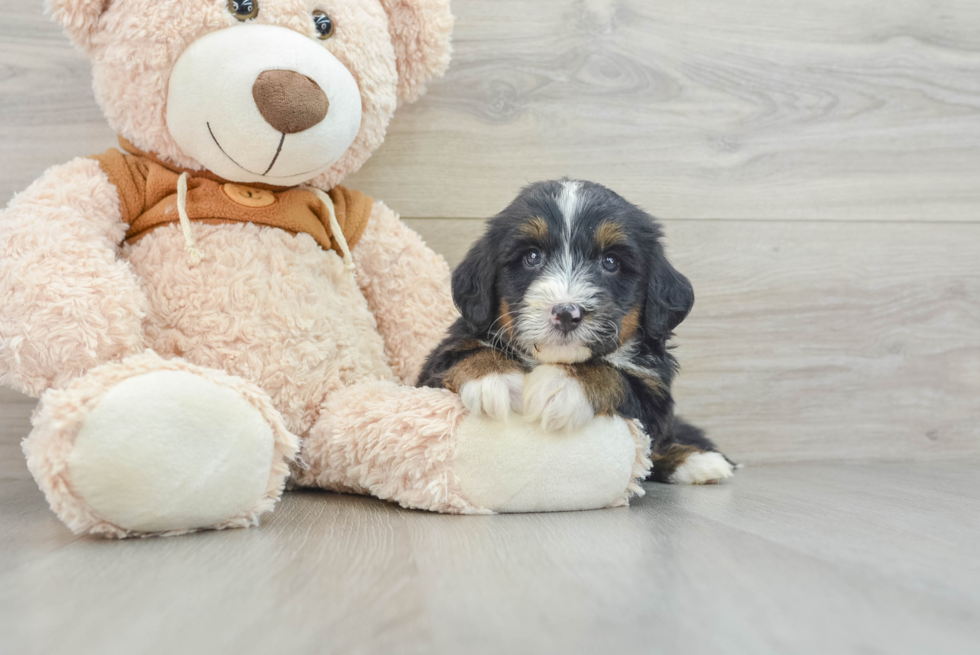 Hypoallergenic Mini Bernesedoodle Poodle Mix Puppy