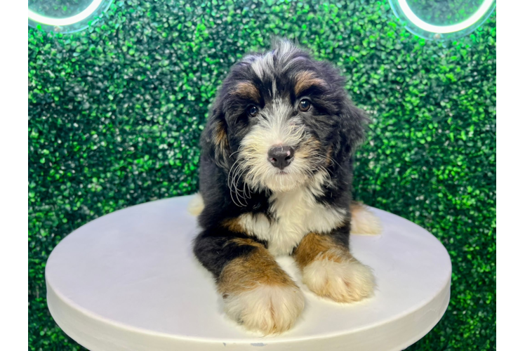 Mini Bernedoodle Pup Being Cute