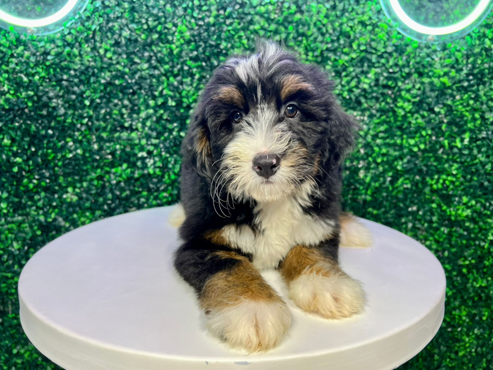 Mini Bernedoodle Pup Being Cute