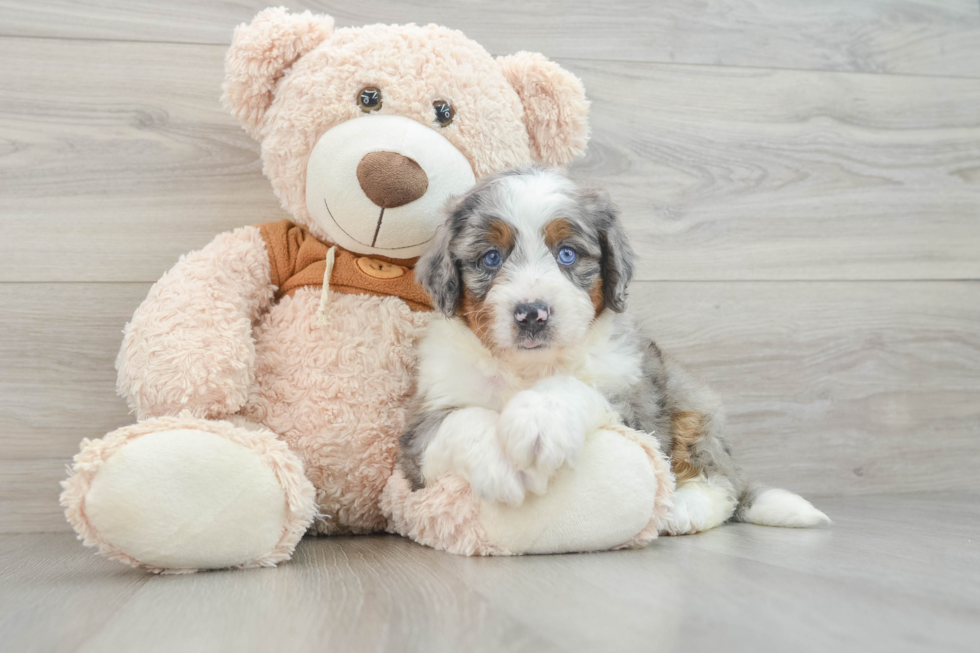 Best Mini Bernedoodle Baby