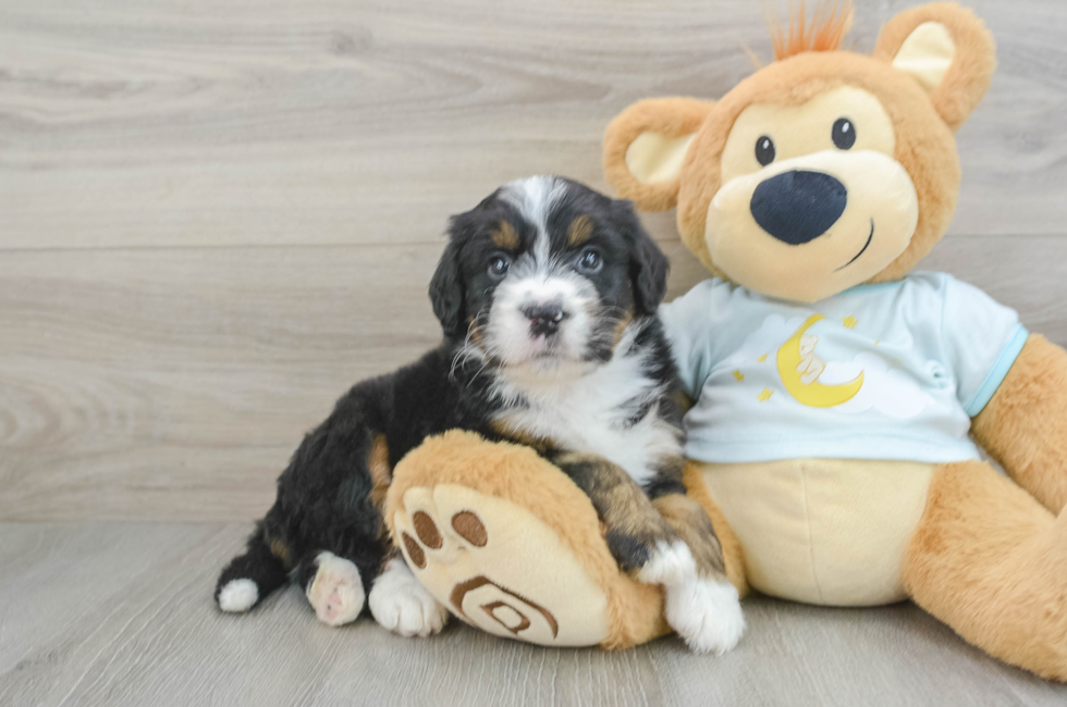 6 week old Mini Bernedoodle Puppy For Sale - Puppy Love PR