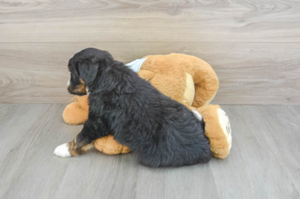 Best Mini Bernedoodle Baby