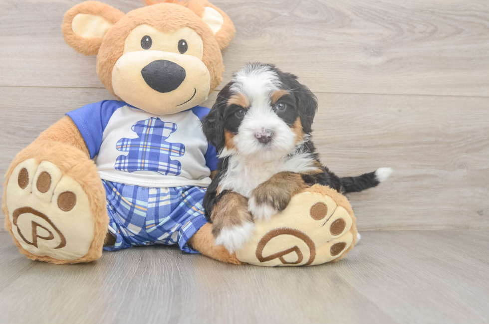 5 week old Mini Bernedoodle Puppy For Sale - Puppy Love PR