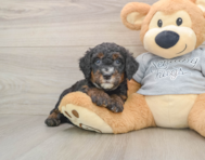 7 week old Mini Bernedoodle Puppy For Sale - Puppy Love PR