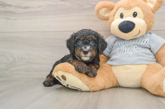 Funny Mini Bernedoodle Poodle Mix Pup