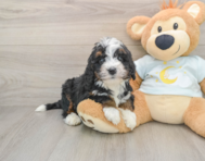 7 week old Mini Bernedoodle Puppy For Sale - Puppy Love PR