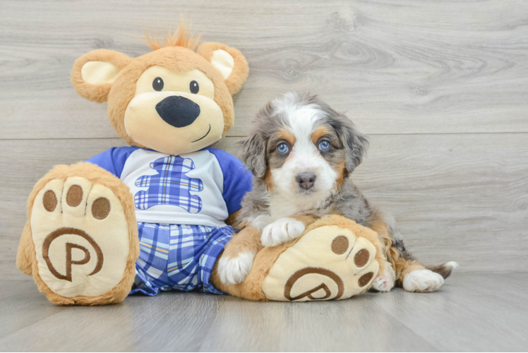 Meet Hollywood - our Mini Bernedoodle Puppy Photo 1/3 - Puppy Love PR Mini Bernedoodle Puppy for Adoption