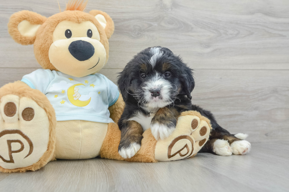 5 week old Mini Bernedoodle Puppy For Sale - Puppy Love PR