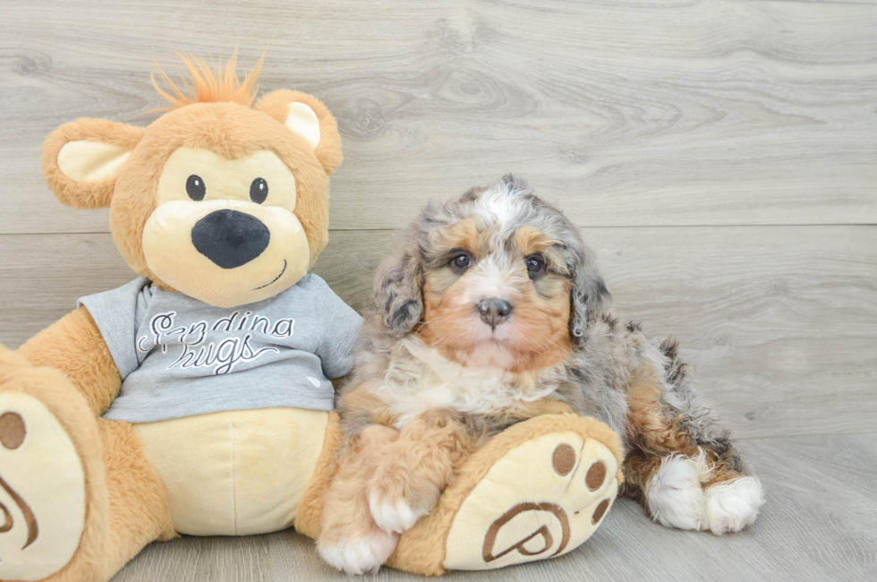 5 week old Mini Bernedoodle Puppy For Sale - Puppy Love PR