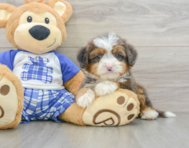 8 week old Mini Bernedoodle Puppy For Sale - Puppy Love PR