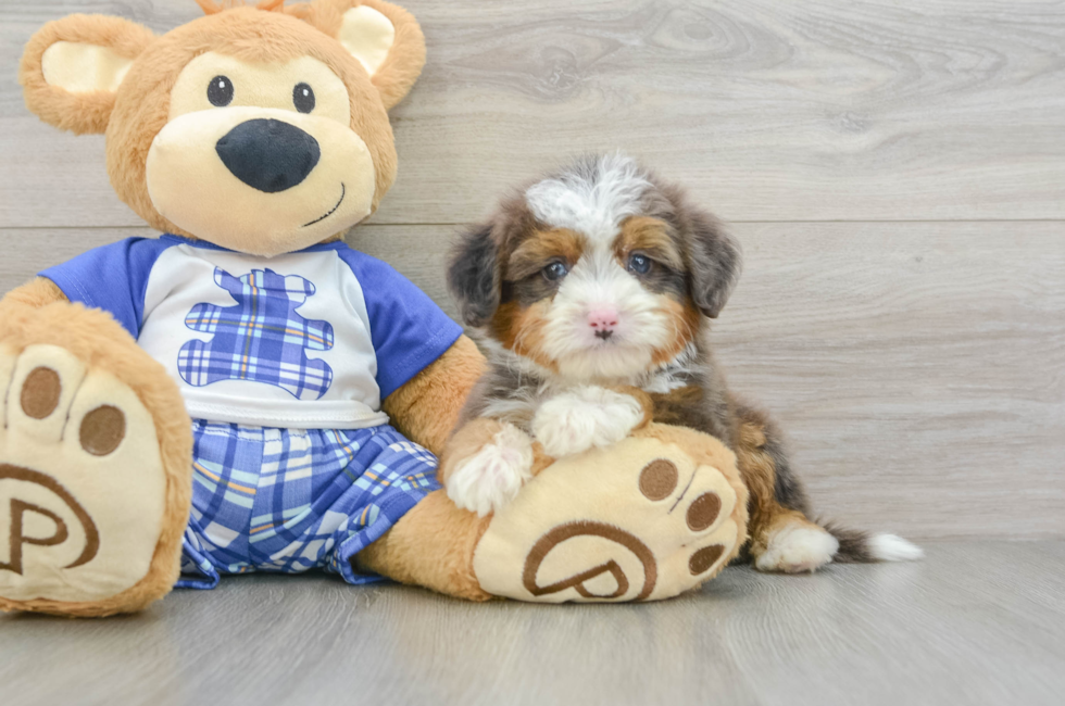 7 week old Mini Bernedoodle Puppy For Sale - Puppy Love PR