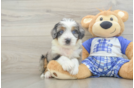 Happy Mini Bernedoodle Baby
