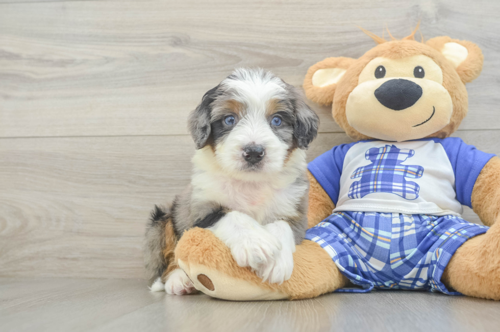 5 week old Mini Bernedoodle Puppy For Sale - Puppy Love PR