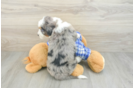 Petite Mini Bernedoodle Poodle Mix Pup