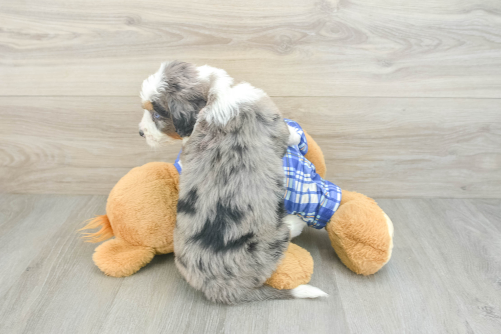 Petite Mini Bernedoodle Poodle Mix Pup