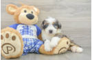 Best Mini Bernedoodle Baby